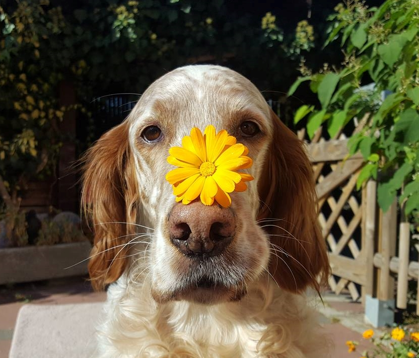 Flower Dog
