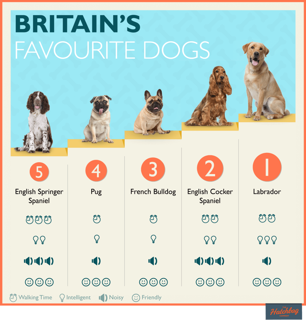 top 5 dog breeds in UK