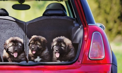 Three dogs laid in a boot liner