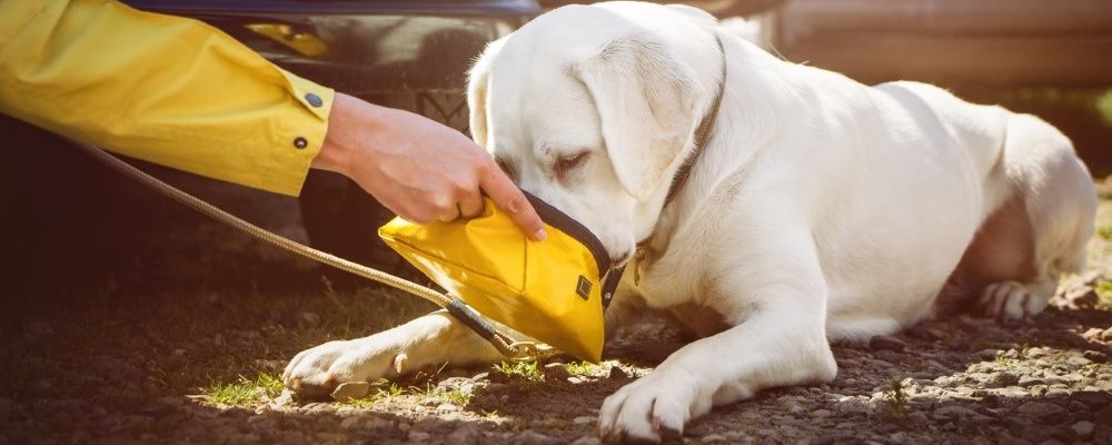 dog eating outside car