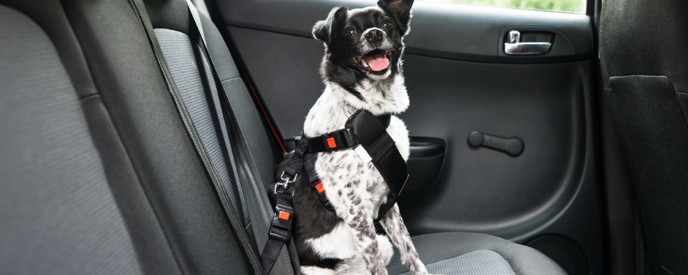 dog in seatbelt