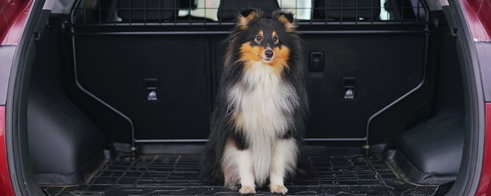 dog sitting in car boot