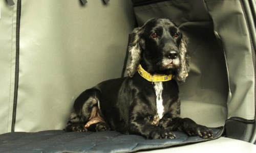 spaniel laid in a boot liner