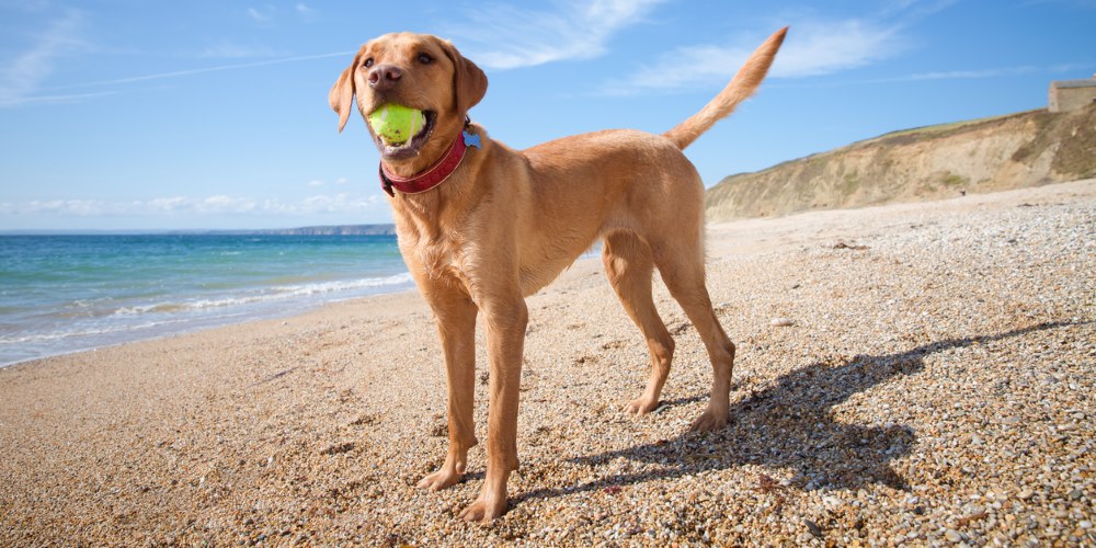 dog with ball on beach
