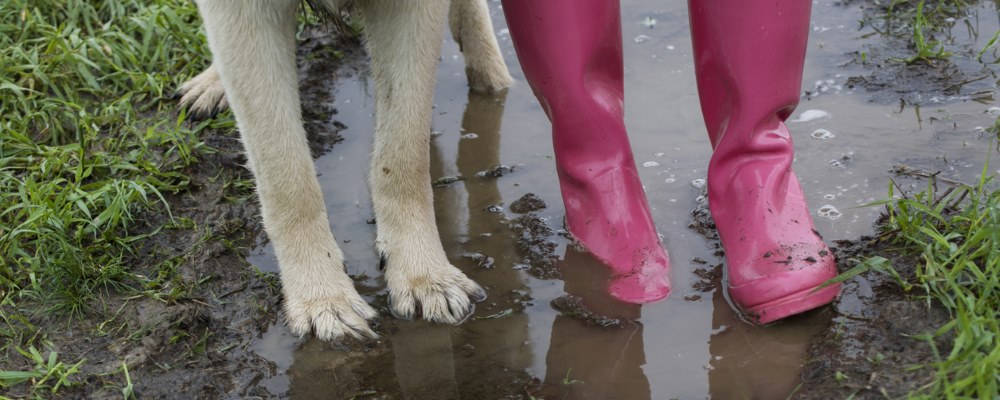 Paws of dog and feet of child standing in muddy puddle