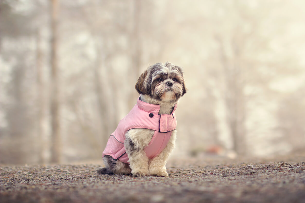 dog wearing coat