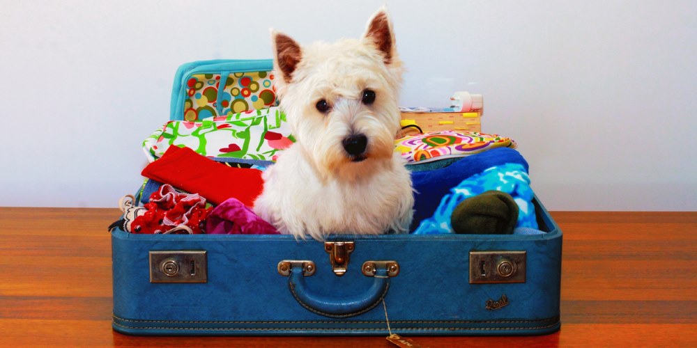 dog in suitcase