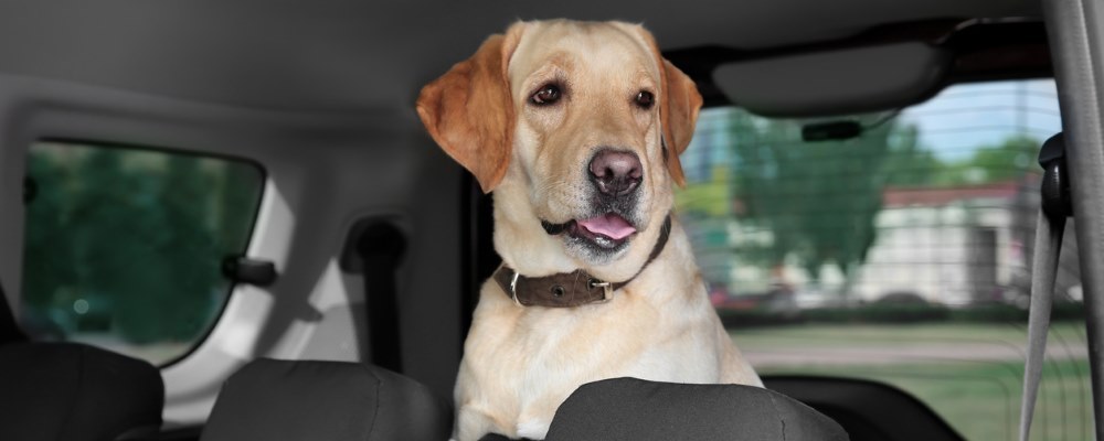 labrador sitting in back seat of car