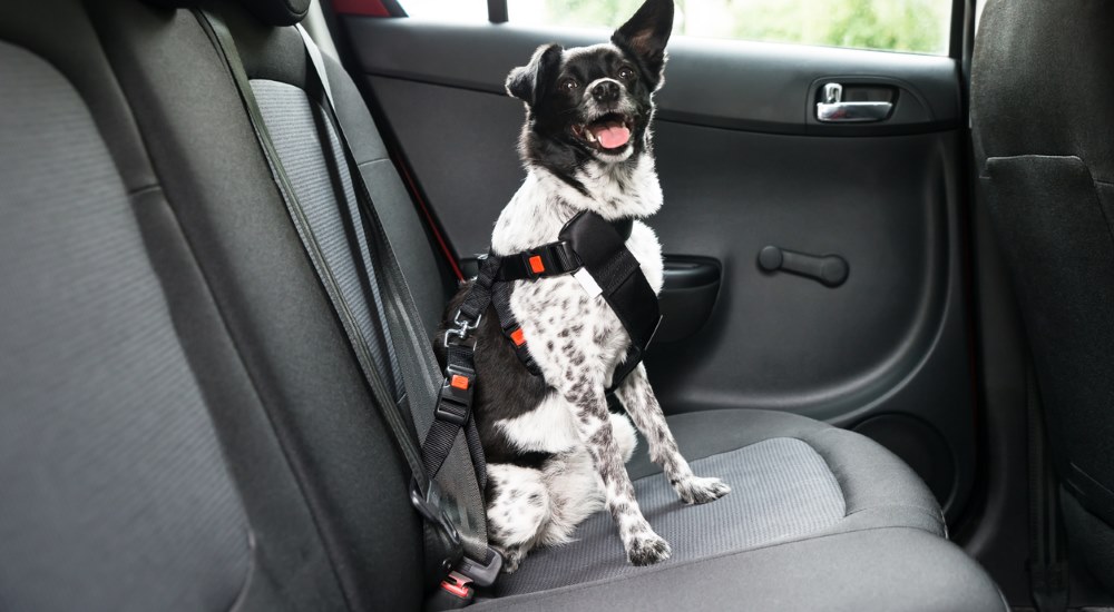 dog in seatbelt