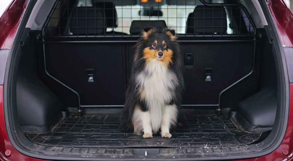 dog sitting in car boot