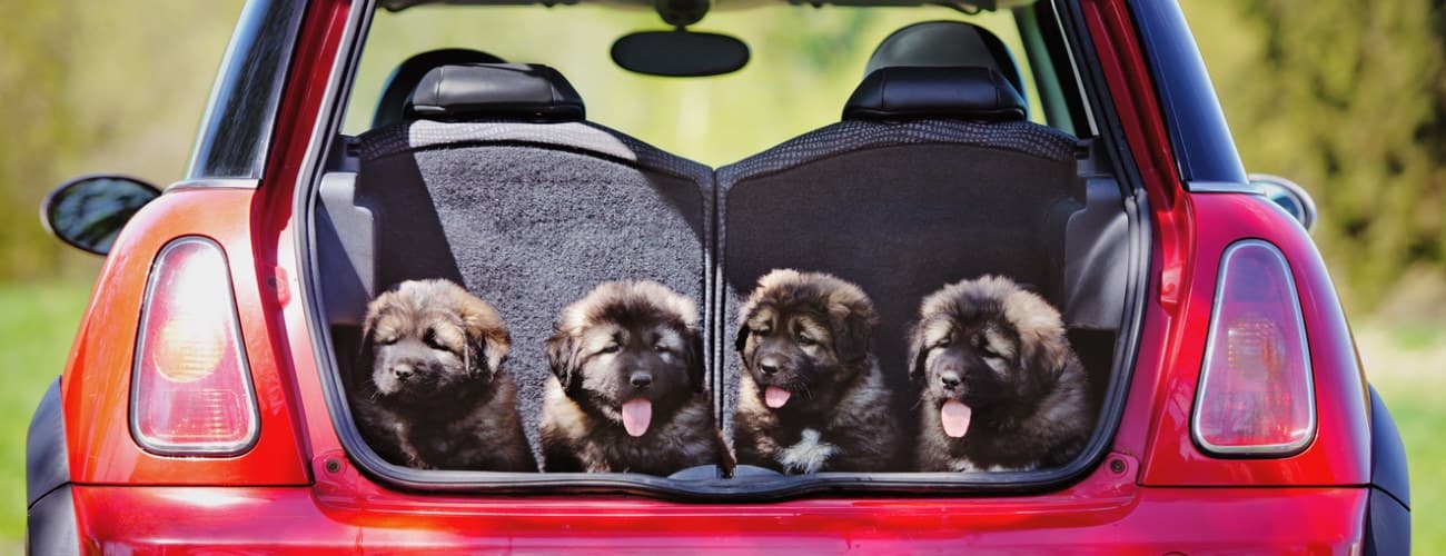 dogs in the boot of a car