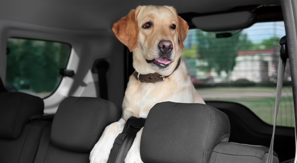 labrador sitting in back seat of car